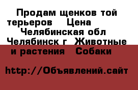 Продам щенков той-терьеров. › Цена ­ 6 000 - Челябинская обл., Челябинск г. Животные и растения » Собаки   